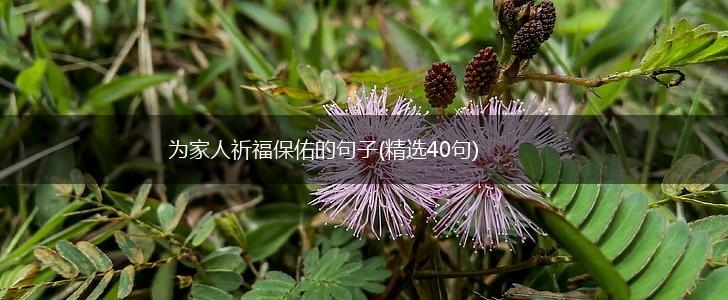 为家人祈福保佑的句子(精选40句),第1张