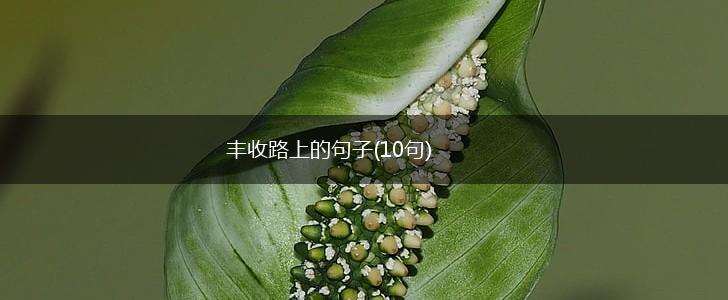 丰收路上的句子(10句),第1张