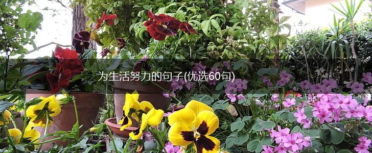 为生活努力的句子(优选60句),第1张
