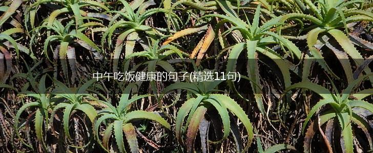 中午吃饭健康的句子(精选11句),第1张