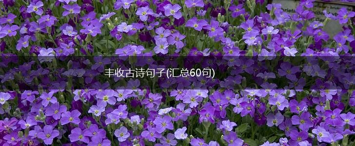 丰收古诗句子(汇总60句),第1张