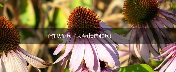 个性认证句子大全(精选40句),第1张