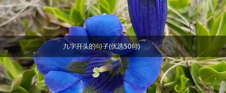 九字开头的句子(优选50句),第1张