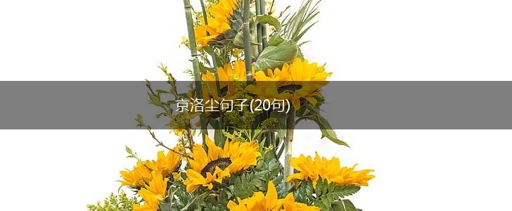 京洛尘句子(20句),第1张
