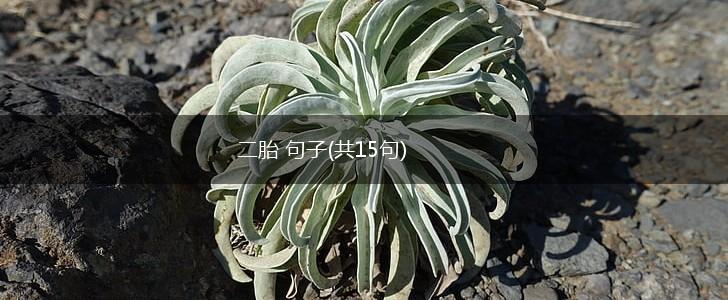 二胎 句子(共15句),第1张