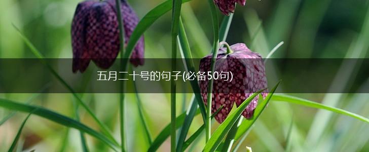 五月二十号的句子(必备50句),第1张