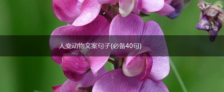人变动物文案句子(必备40句),第1张