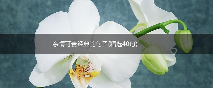 亲情可贵经典的句子(精选40句),第1张