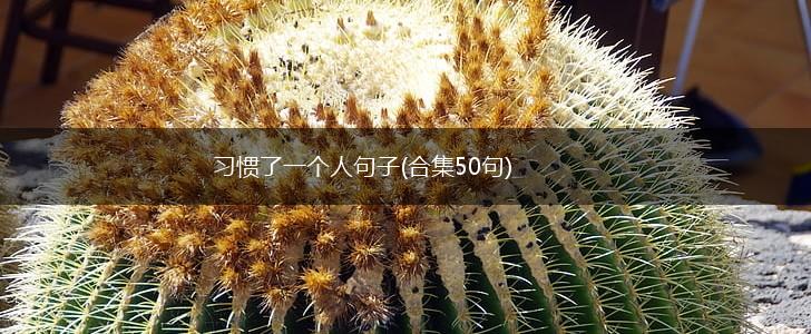 习惯了一个人句子(合集50句),第1张