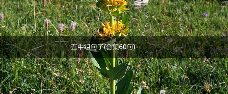 五中组句子(合集60句),第1张