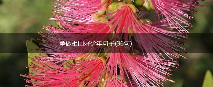 争做祖国好少年句子(36句),第1张