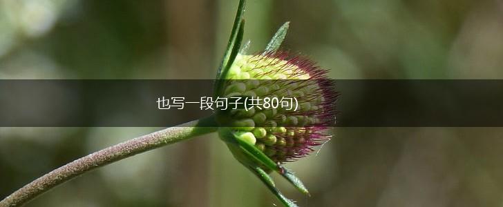 也写一段句子(共80句),第1张