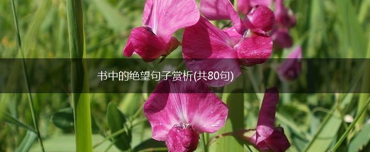 书中的绝望句子赏析(共80句),第1张