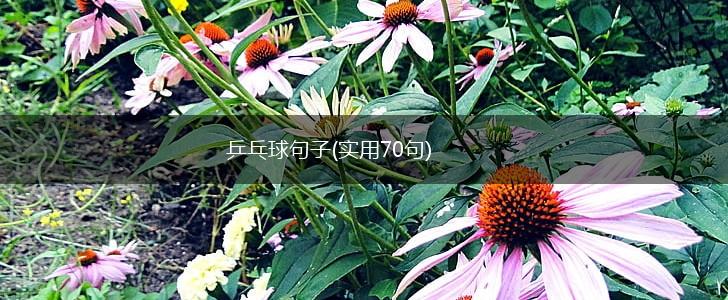 乒乓球句子(实用70句),第1张