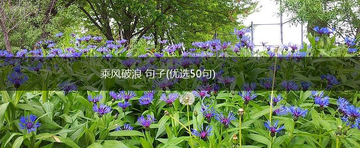 乘风破浪 句子(优选50句),第1张