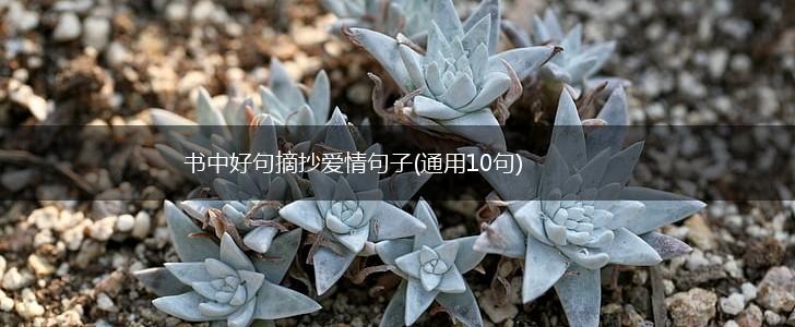 书中好句摘抄爱情句子(通用10句),第1张