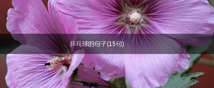 乒乓球的句子(15句),第1张