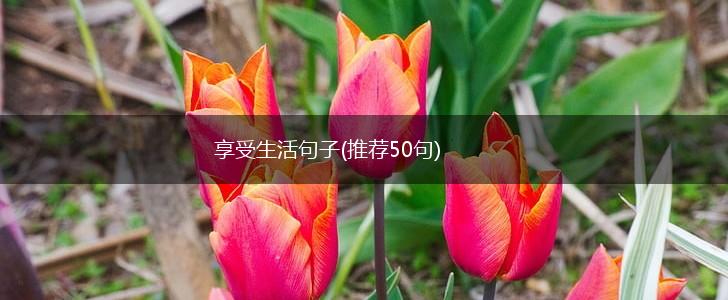 享受生活句子(推荐50句),第1张