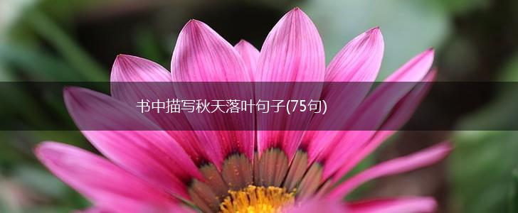 书中描写秋天落叶句子(75句),第1张