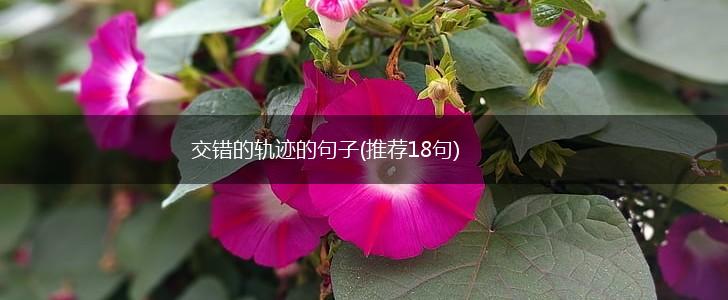 交错的轨迹的句子(推荐18句),第1张