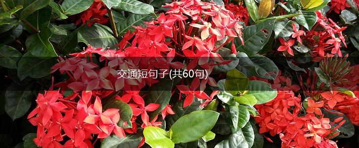 交通短句子(共60句),第1张