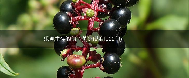 乐观生存的句子英语(热门100句),第1张