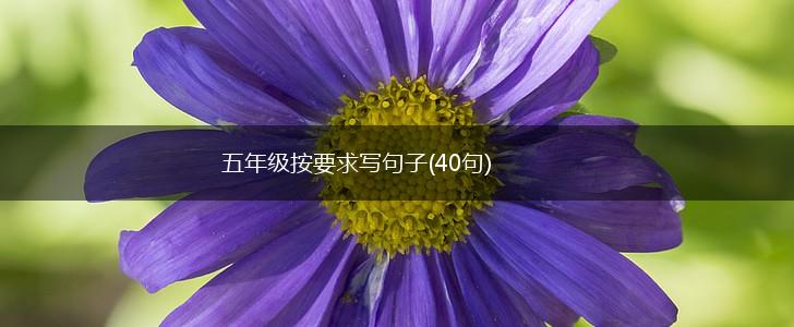 五年级按要求写句子(40句),第1张