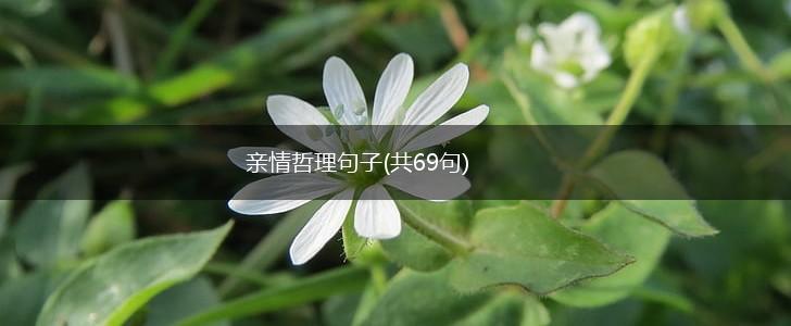 亲情哲理句子(共69句),第1张