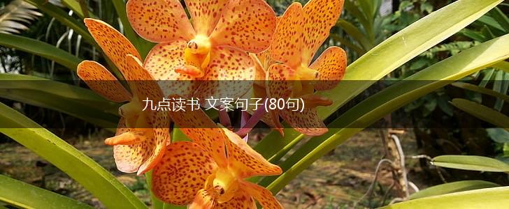 九点读书 文案句子(80句),第1张