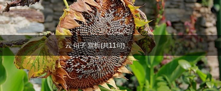 云 句子 赏析(共11句),第1张