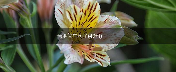 亲朋简单句子(40句),第1张