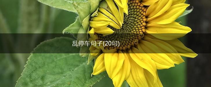 乱停车句子(20句),第1张