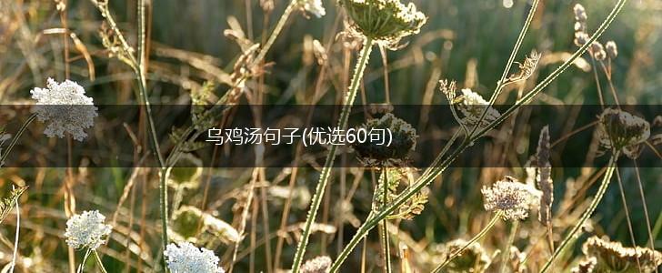 乌鸡汤句子(优选60句),第1张