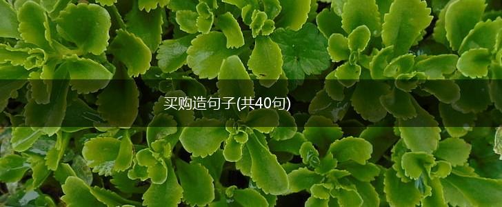 买购造句子(共40句),第1张