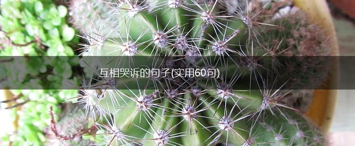 互相哭诉的句子(实用60句),第1张