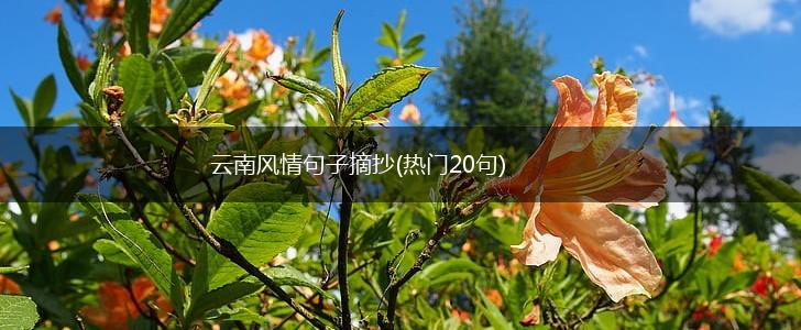 云南风情句子摘抄(热门20句),第1张