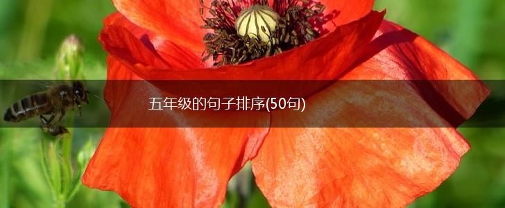 五年级的句子排序(50句),第1张
