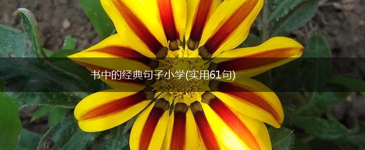 书中的经典句子小学(实用61句),第1张