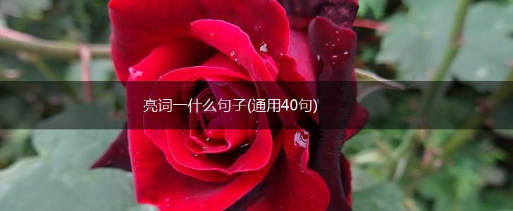 亮词一什么句子(通用40句),第1张