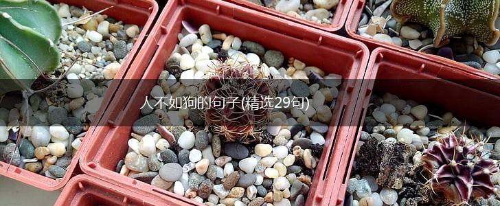 人不如狗的句子(精选29句),第1张