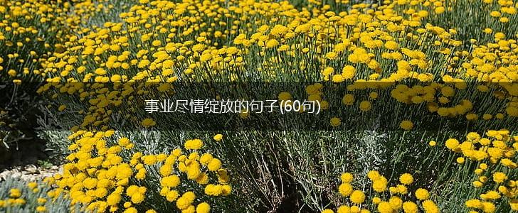 事业尽情绽放的句子(60句),第1张