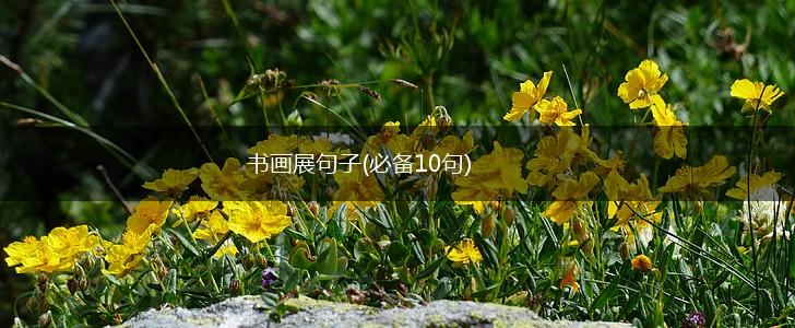 书画展句子(必备10句),第1张