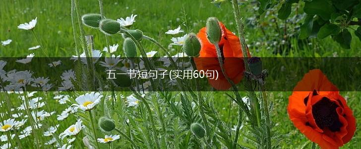 五一节短句子(实用60句),第1张