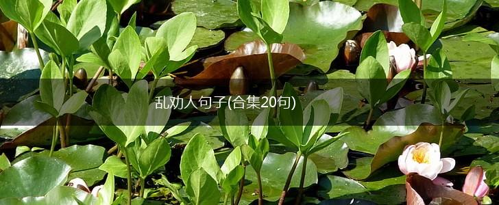 乱劝人句子(合集20句),第1张