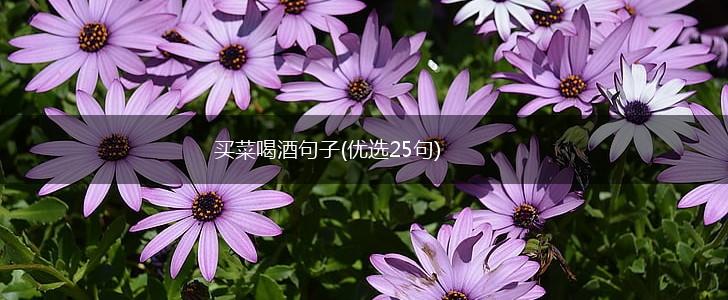 买菜喝酒句子(优选25句),第1张