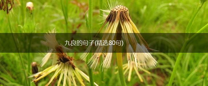 九良的句子(精选80句),第1张