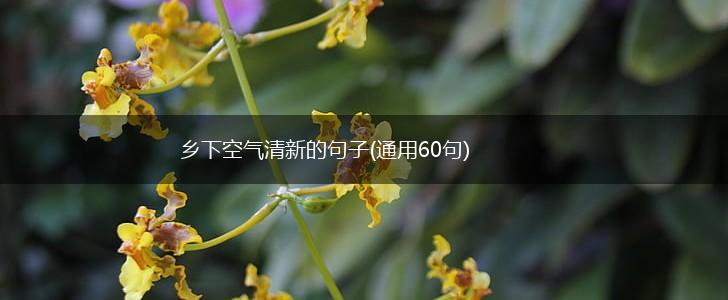 乡下空气清新的句子(通用60句),第1张