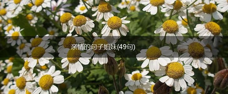亲情的句子姐妹(49句),第1张