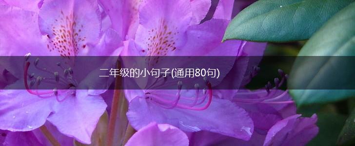 二年级的小句子(通用80句),第1张