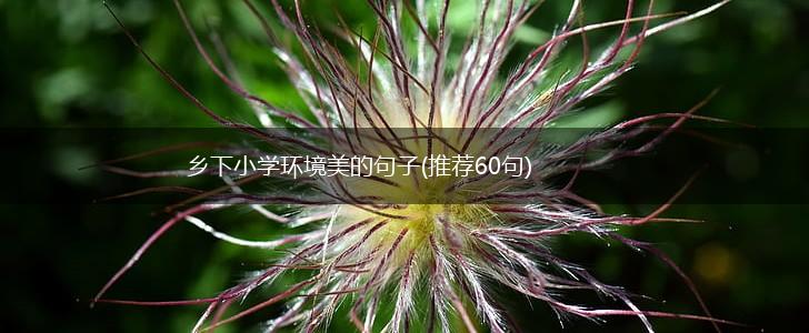 乡下小学环境美的句子(推荐60句),第1张